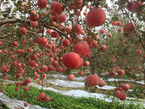 驱鸟剂用于苹果园